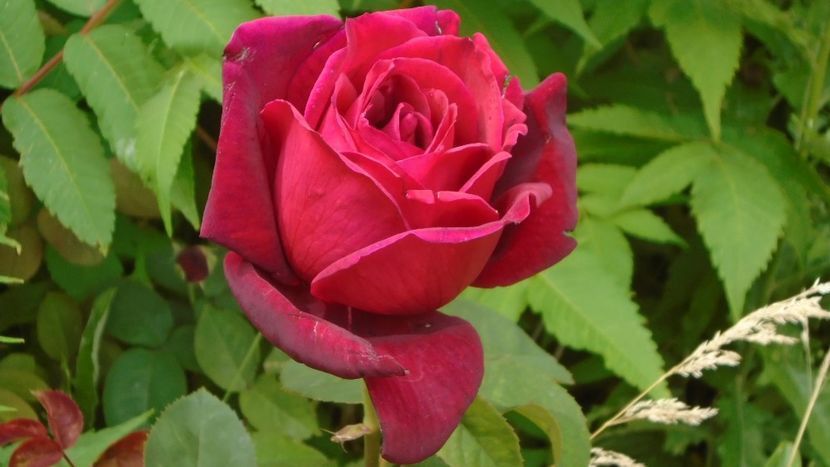 Trandafiri - Primavara 2020