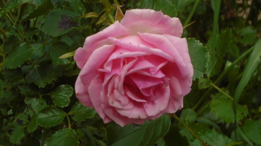 Trandafiri - Primavara 2020