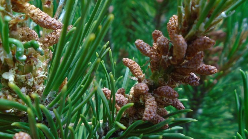 Conuri de pin - Primavara 2020