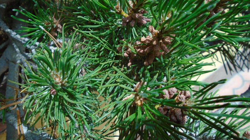 Conuri de pin - Primavara 2020