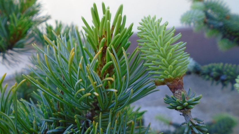 Muguri de pin - Primavara 2020