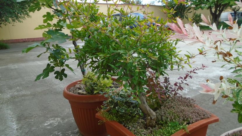 Rodiu, boboci dupa 14 ani - Primavara 2020