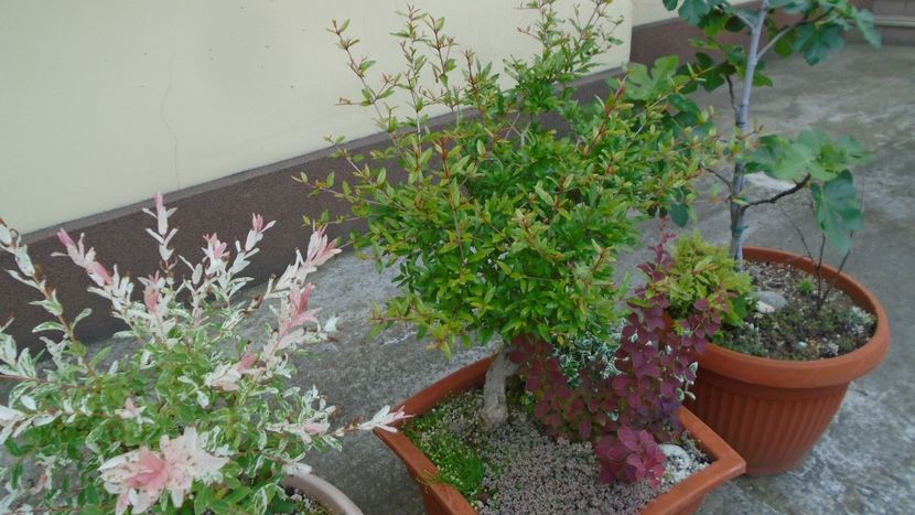 Rodiu, boboci dupa 14 ani - Primavara 2020