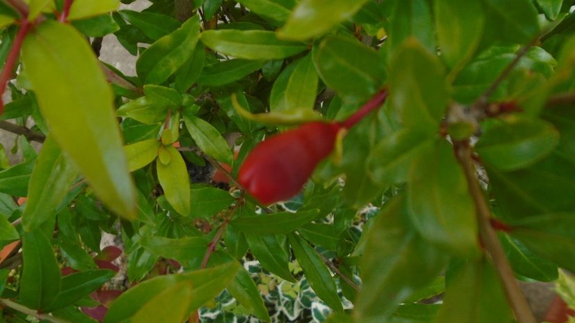 Rodiu, boboci dupa 14 ani - Primavara 2020