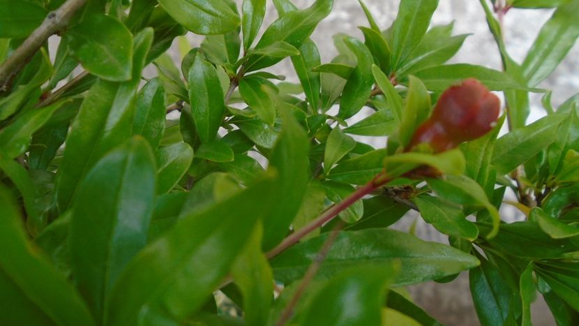 Rodiu, boboci dupa 14 ani - Primavara 2020