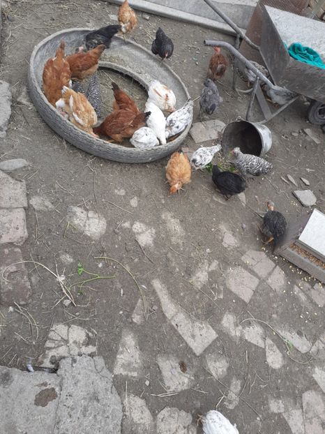  - Pui de găini pitică 2020