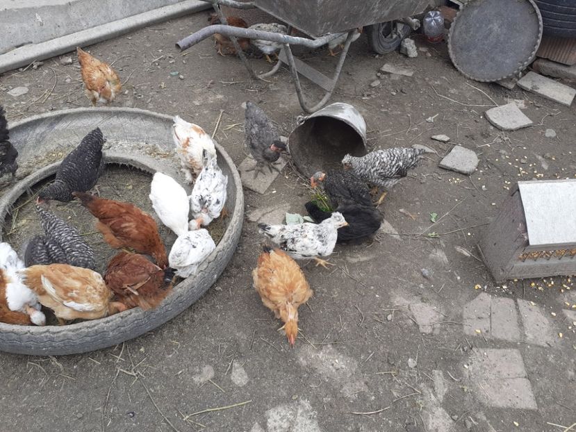  - Pui de găini pitică 2020