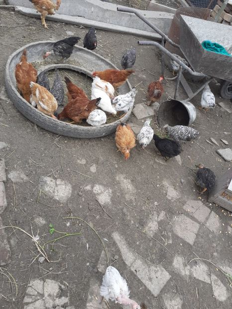  - Pui de găini pitică 2020