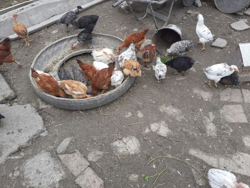  - Pui de găini pitică 2020