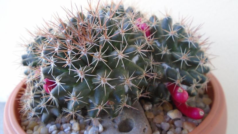 Mammillaria mammillaris - Cactusi 2020 evolutie primavara