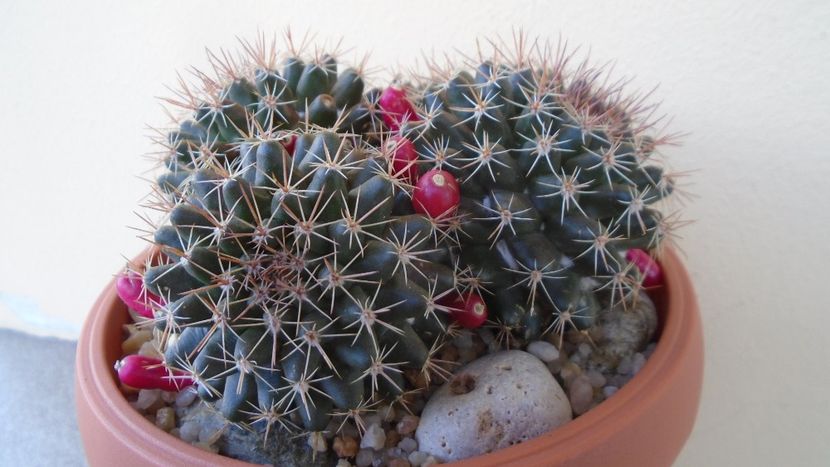 Mammillaria mammillaris - Cactusi 2020 evolutie primavara