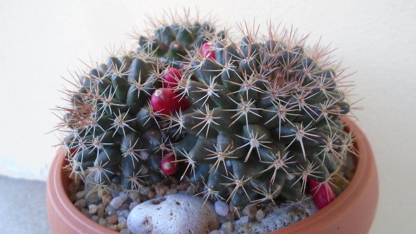 Mammillaria mammillaris - Cactusi 2020 evolutie primavara