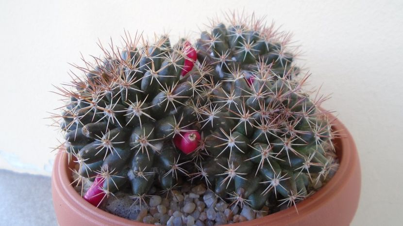 Mammillaria mammillaris - Cactusi 2020 evolutie primavara