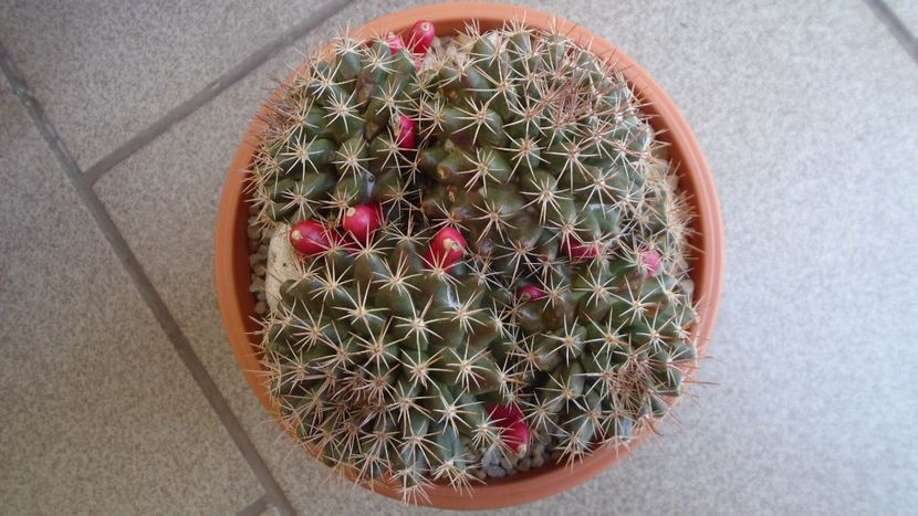 Mammillaria mammillaris - Cactusi 2020 evolutie primavara