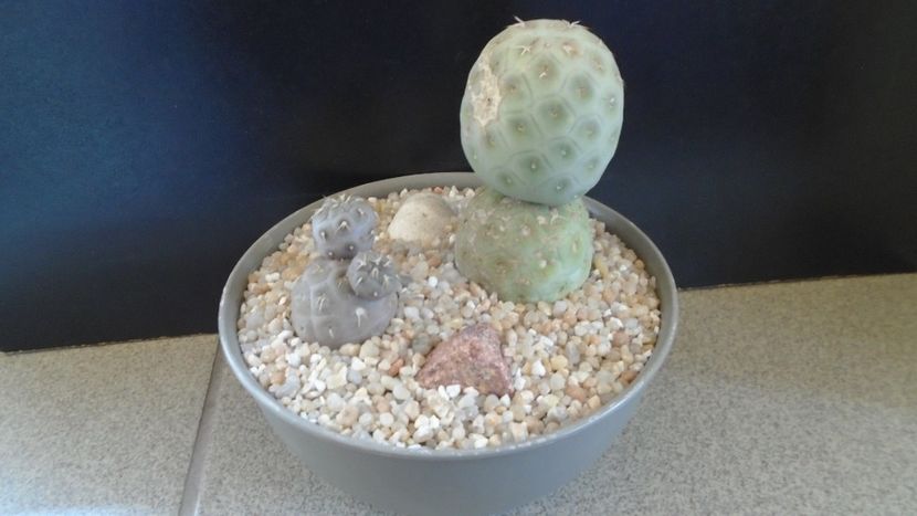 Tephrocactus geometricus, 2 ex. - Cactusi 2020 evolutie primavara