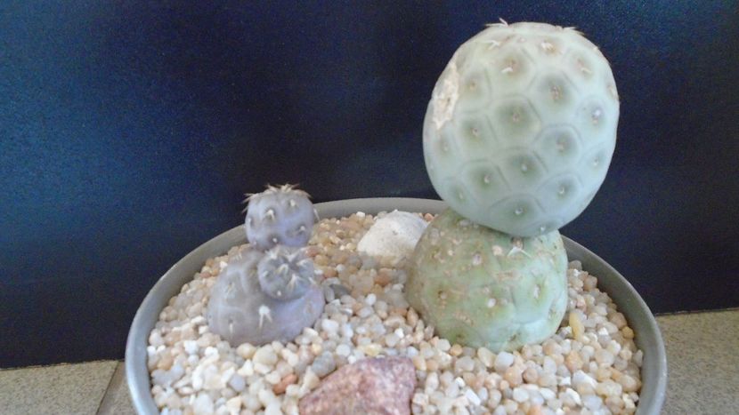Tephrocactus geometricus - Cactusi 2020 evolutie primavara