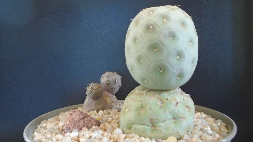 Tephrocactus geometricus - Cactusi 2020 evolutie primavara