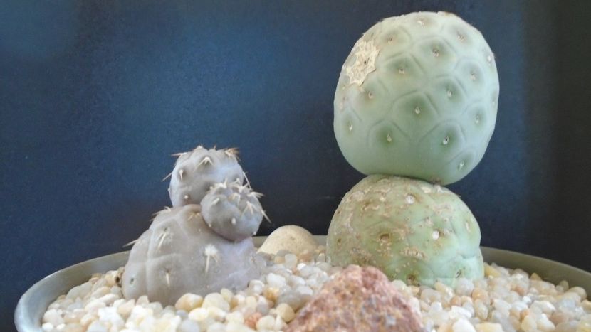 Tephrocactus geometricus - Cactusi 2020 evolutie primavara