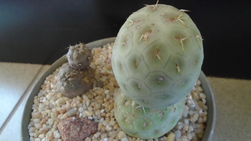 Tephrocactus geometricus - Cactusi 2020 evolutie primavara