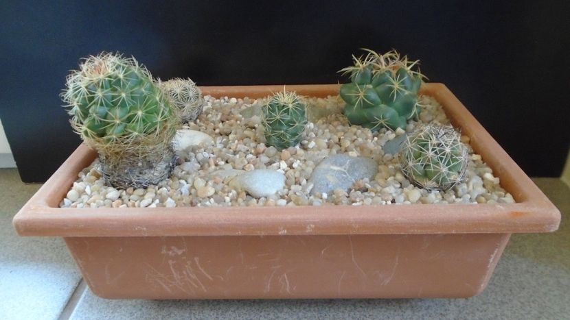 Grup de 5 Coryphantha - Cactusi 2020 evolutie primavara
