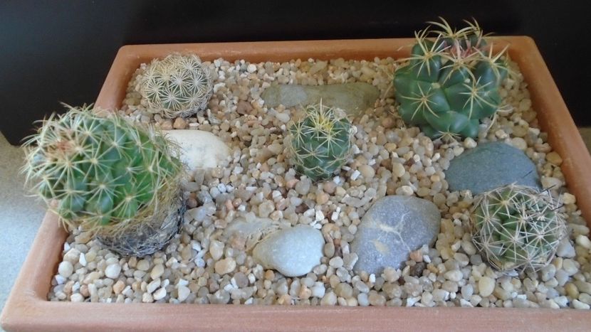 Grup de 5 Coryphanta - Cactusi 2020 evolutie primavara