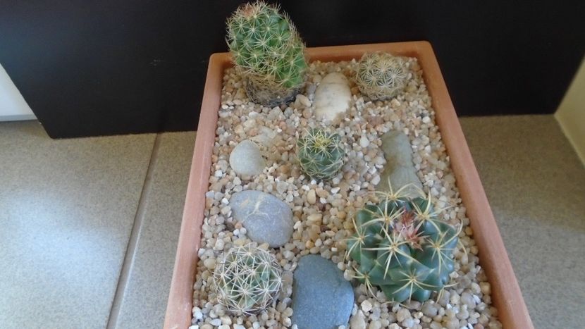 Grup de 5 Coryphanta - Cactusi 2020 evolutie primavara