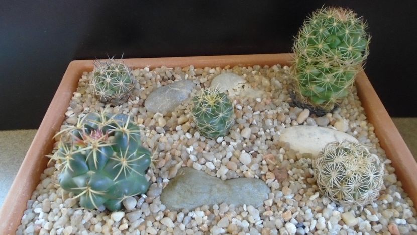 Grup de 5 Coryphanta - Cactusi 2020 evolutie primavara