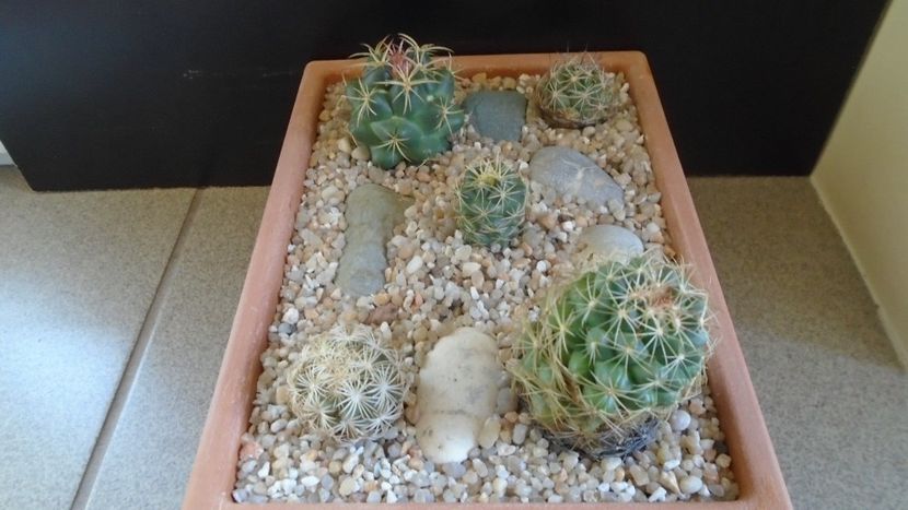 Grup de 5 Coryphanta - Cactusi 2020 evolutie primavara