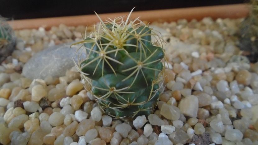 Coryphantha sp. - Cactusi 2020 evolutie primavara