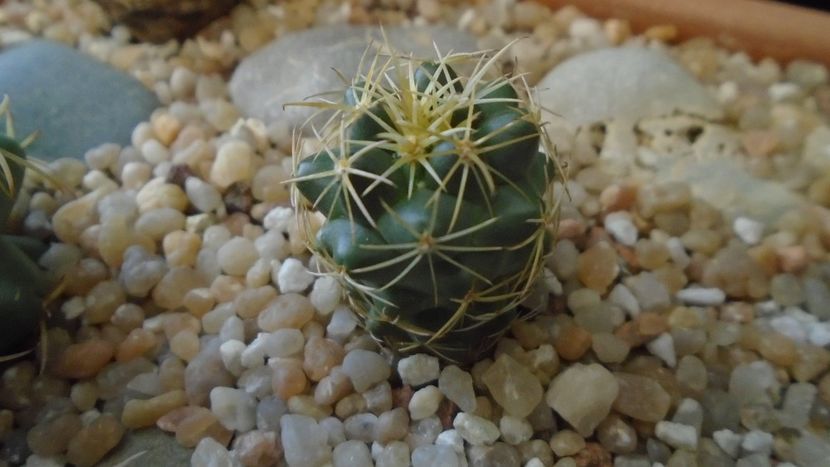Coryphantha sp. - Cactusi 2020 evolutie primavara