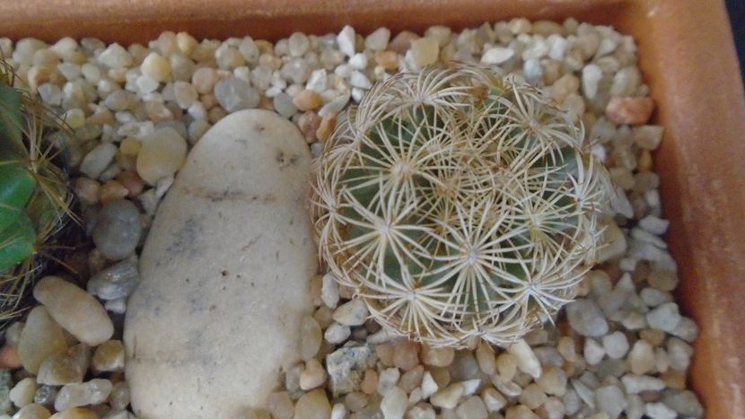 Coryphantha echinus, SB377 Val Verde Co, TX. - Cactusi 2020 evolutie primavara
