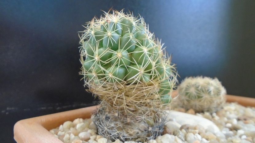 Coryphantha salm-dyckiana (Coryphantha delaetiana) - Cactusi 2020 evolutie primavara