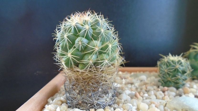 Coryphantha salm-dyckiana (Coryphantha delaetiana) - Cactusi 2020 evolutie primavara