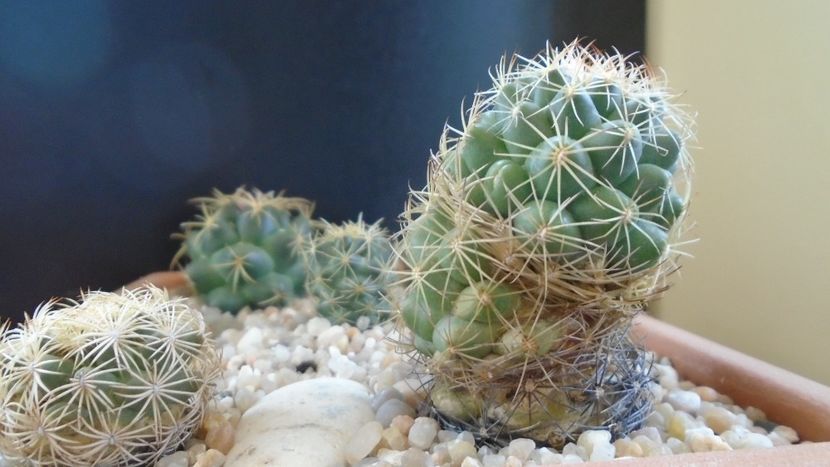 Coryphantha salm-dyckiana (Coryphantha delaetiana) - Cactusi 2020 evolutie primavara