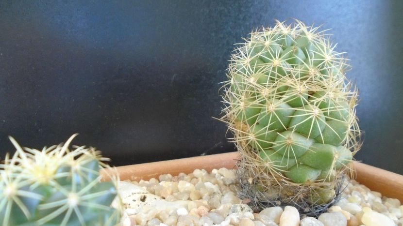 Coryphantha salm-dyckiana (Coryphantha delaetiana) - Cactusi 2020 evolutie primavara