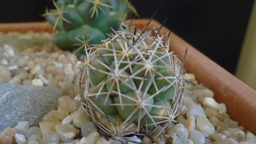 Coryphantha gladiispina (Coryphantha delaetiana) - Cactusi 2020 evolutie primavara
