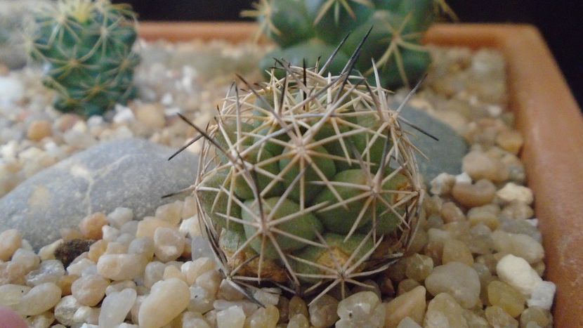 Coryphantha gladiispina (Coryphantha delaetiana) - Cactusi 2020 evolutie primavara