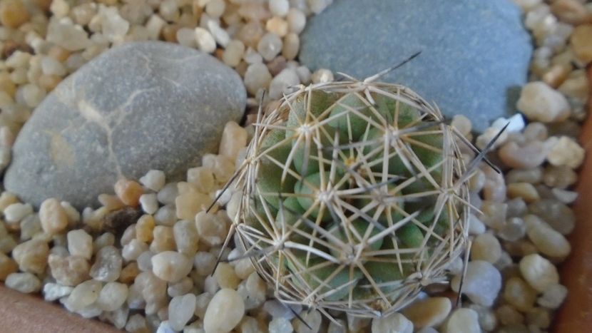 Coryphantha gladiispina (Coryphantha delaetiana) - Cactusi 2020 evolutie primavara