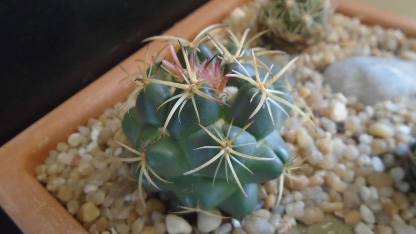 Coryphantha maiz-tablasensis - Cactusi 2020 evolutie primavara