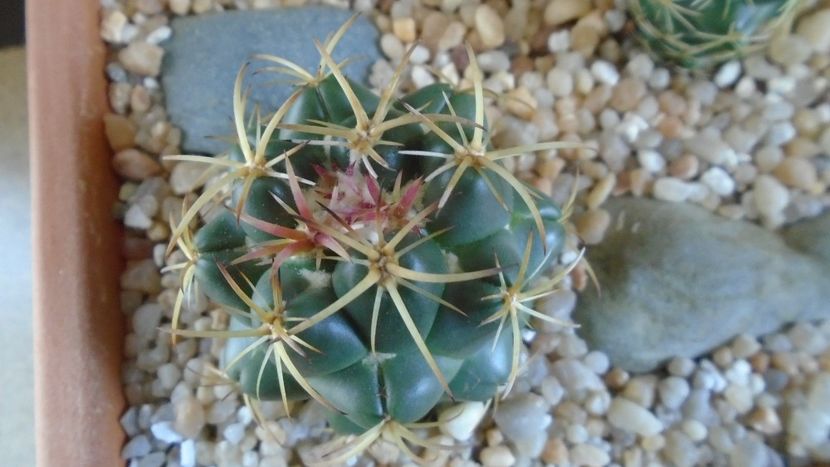 Coryphantha maiz-tablasensis - Cactusi 2020 evolutie primavara