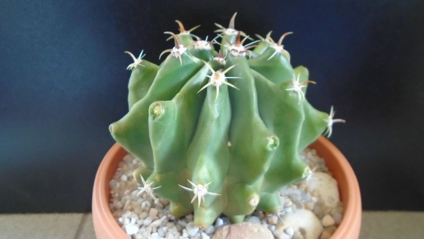 Ferocactus horridus f. brevispinus (Ferocactus peninsulae) - Cactusi 2020 evolutie primavara