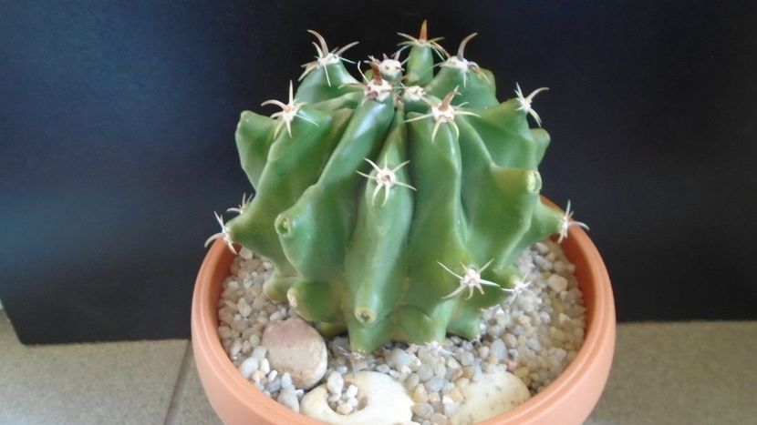 Ferocactus horridus f. brevispinus (Ferocactus peninsulae) - Cactusi 2020 evolutie primavara