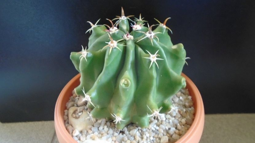 Ferocactus horridus f. brevispinus (Ferocactus peninsulae) - Cactusi 2020 evolutie primavara