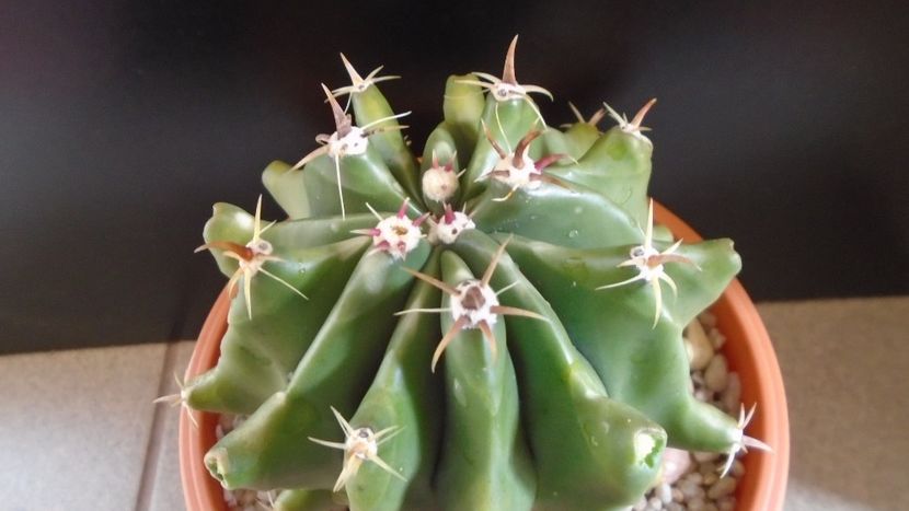 Ferocactus horridus f. brevispinus (Ferocactus peninsulae) - Cactusi 2020 evolutie primavara