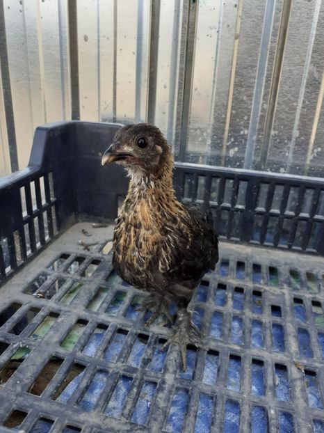  - Pui mii de flori negru bogat cu alb