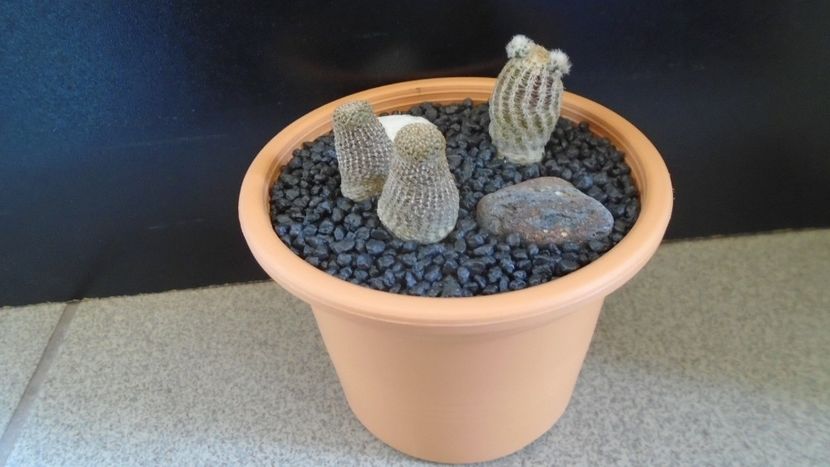 Grup de 2 Lobivia (Echinopsis) - Cactusi 2020 evolutie primavara