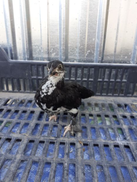  - Pui mii de flori negru bogat cu alb