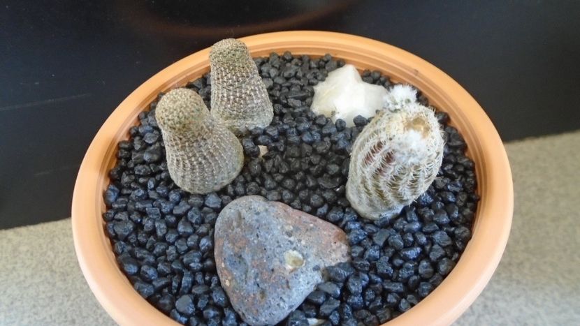 Grup de 2 Lobivia (Echinopsis) - Cactusi 2020 evolutie primavara