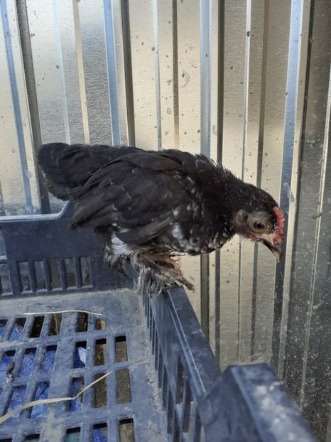  - Pui mii de flori negru bogat cu alb