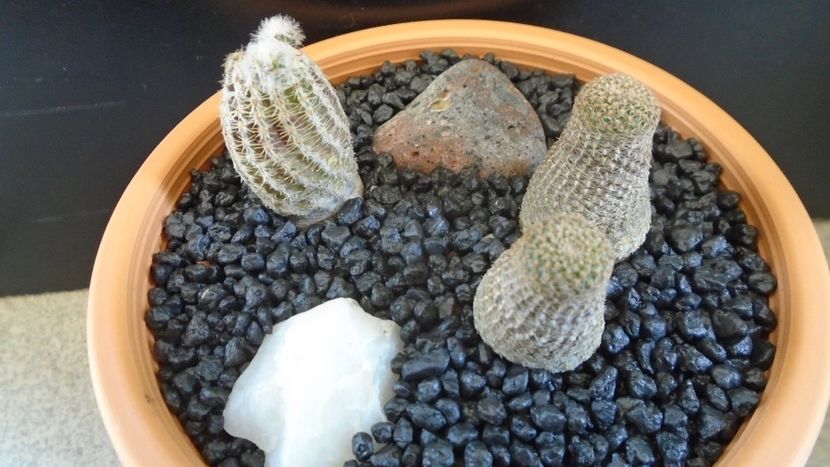 Grup de 2 Lobivia (Echinopsis) - Cactusi 2020 evolutie primavara